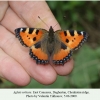 aglais urticae chonkatau 1